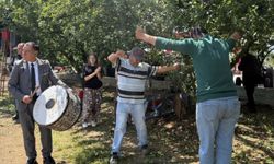 Davullu zurnalı erik hasadı