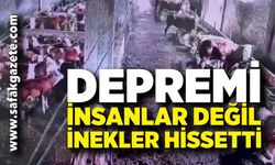İnsanların Hissetmediği Depremi İnekler Fark Etti