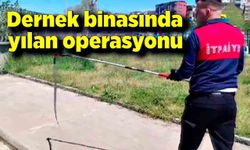 Zonguldak'ta dernek binasına girmeye çalışan yılan yakalandı