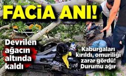 Devrilen ağaç motosikletlinin üstüne düştü