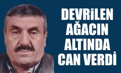 Devrilen ağacın altında kalan yaşlı adam can verdi