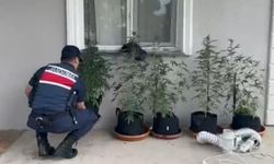Evini kenevir bahçesine çeviren şahıs yakalandı