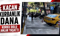 Kaçan kurbanlık dana korku dolu anlar yaşattı