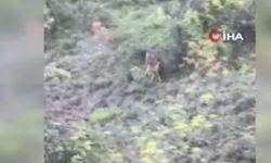 Kekik toplarken kurtlarla karşılaştı