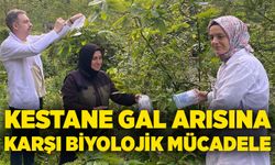Kestane gal arısına karşı biyolojik mücadele