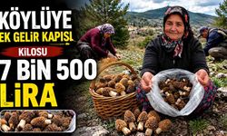Köylüye ek gelir kapısı; Kilosu 7 bin 500 lira
