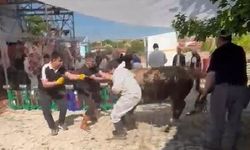Kaçmaya çalışan kurbanlık kesim görevlisini savurdu