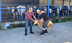 Kurban Kesiminde Tekbir Sesleri Yükseldi