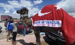 Kurban pazarının gözdesi deve 330 bin TL’ye satıldı