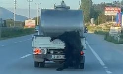 Kurbanlığı araçtan sarkıtan sürücüye 31 bin lira ceza