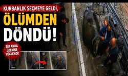 Kurbanlık bakarken ölümden döndü