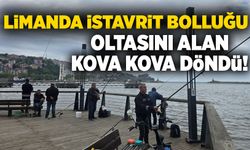 Limanda istavrit bolluğu: Oltasını alan kova kova döndü!