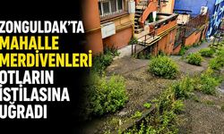 Zonguldak'ta Çarşının Göbeği Ormana Döndü!