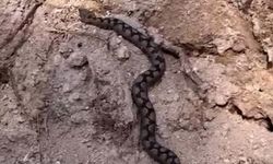 Odun yığınında nesli tehlike altındaki zehirli yılan görüldü