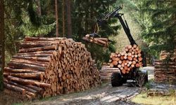 Karadeniz Ereğli Orman İşletme Müdürlüğü Hizmet Alım İlanı