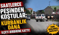 Saatlerce peşinden koştular: Kurbanlık dana ilçeyi birbirine kattı