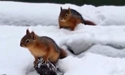 Bolu’da sincapların kar keyfi kamerada