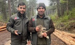 Bolu'da tomrukların arasına sıkışan yavru tavşanı ormancılar kurtardı
