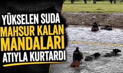Yükselen suda mahsur kalan mandaları atıyla kurtardı