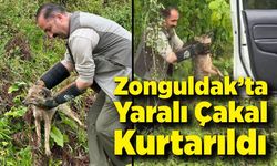 Zonguldak’ta Yaralı Çakal Kurtarıldı