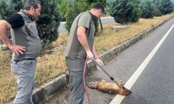 Yaralı çakal tedavi altına alındı