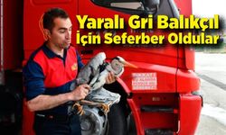 Alaplı’da Yaralı Gri Balıkçıl İçin Seferber Oldular