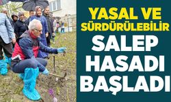Yasal ve sürdürülebilir salep hasadı başladı
