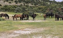 Çiftçiler başıboş yılkı atlarından dertli