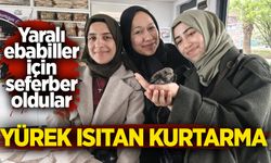 Yürek ısıtan kurtarma: Yaralı ebabiller için seferber oldular