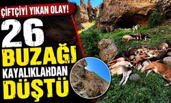 Kayalıklardan düşen 26 buzağı telef oldu