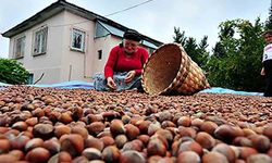 AB ülkelerine 5 bin 291 ton fındık ihraç edildi