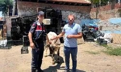 Ahırdan çalınan büyükbaş hayvan bulundu