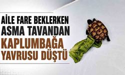 Aile fare beklerken asma tavandan kaplumbağa yavrusu düştü