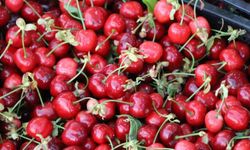 Amasya kirazı tezgahlarda: Fiyatı 50-100 TL arasında