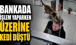 Bankada işlem yaparken üzerine kedi düştü