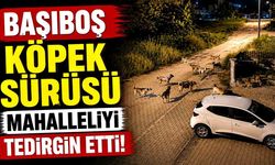 Başıboş Köpek Sürüsü Mahalleliyi Tedirgin Etti