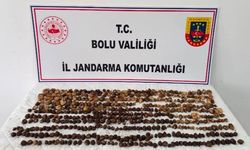 Bolu'da yabani salep toplayan 3 kişiye rekor ceza: 2 milyon 97 bin TL