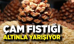 Çam fıstığı altınla yarışıyor