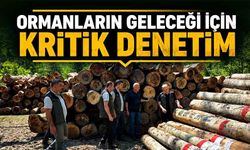 Devrek ormanlarında yürütülen çalışmalar yerinde incelendi