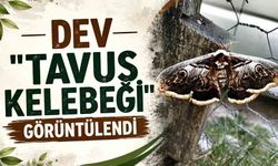 Dev "tavus kelebeği" görüntülendi