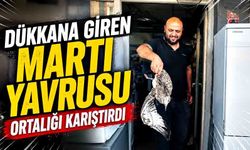 Dükkana giren martı yavrusu ortalığı karıştırdı