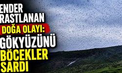 Ender rastlanan doğa olayı: Gökyüzünü böcekler sardı