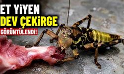 Et yiyen dev çekirge görüntülendi