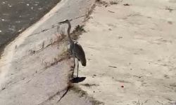Gri balıkçıl ile martı aynı karede av bekledi