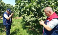 Kuyucak'ta incir üreticilerine zararlı uyarısı