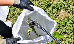 İtfaiyenin iguana mesaisi