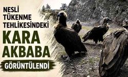 Nesli tükenme tehlikesindeki kara akbaba görüntülendi
