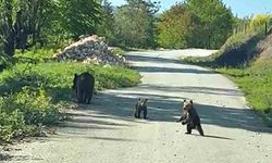 Kardeşlerin anne ayı ve yavruları ile sohbeti gülümsetti
