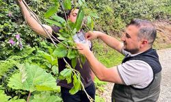 Kestane ormanları için biyolojik mücadele: 2 bin faydalı böcek doğaya salındı
