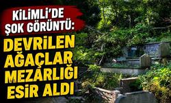 Kilimli’de şok görüntü: Devrilen ağaçlar mezarlığı esir aldı